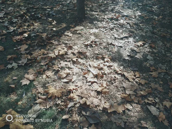 Foglie Fogliame Autunnale Flora Nella Stagione Autunnale — Foto Stock