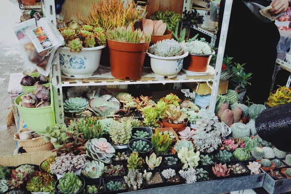 Floristería Jardín — Foto de Stock