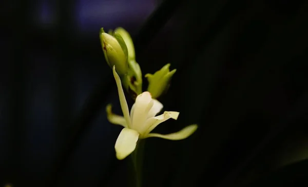 Vista Hermosa Flor — Foto de Stock