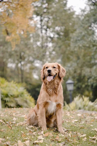 公園の犬 — ストック写真