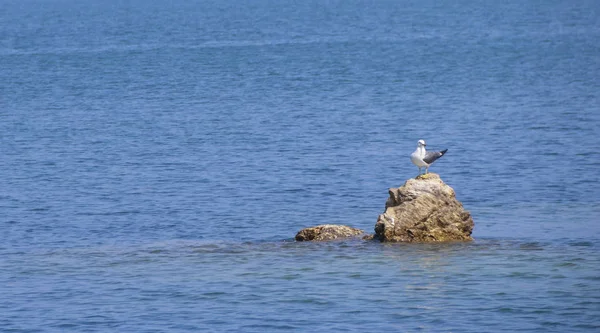 Gaviota Costa Del Mar — Foto de Stock