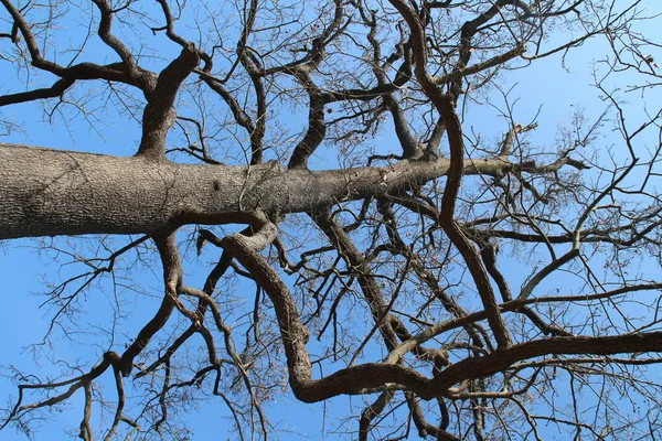 나뭇가지 — 스톡 사진