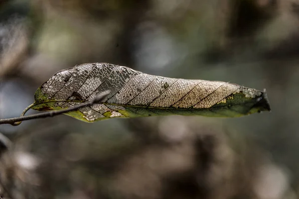 Primer Plano Lagarto Bosque — Foto de Stock