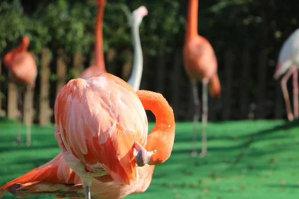 Flamingo Rosa Zoológico — Fotografia de Stock