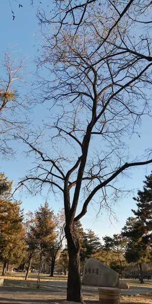 Stock image old tree in the park