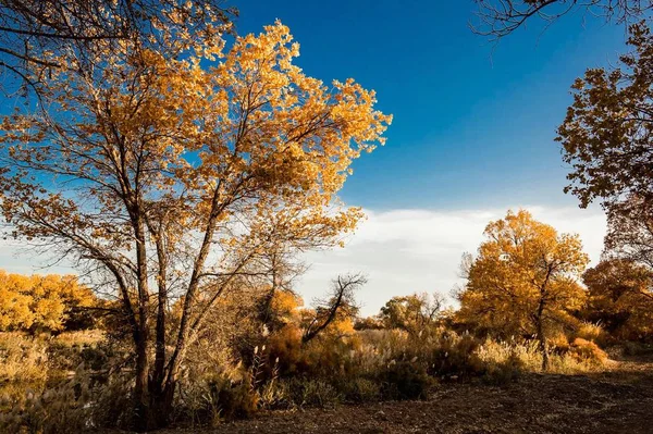 autumn landscape with trees and tree