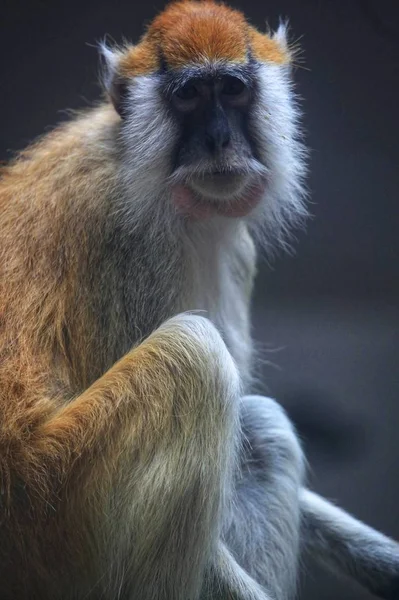 Mono Zoológico — Foto de Stock