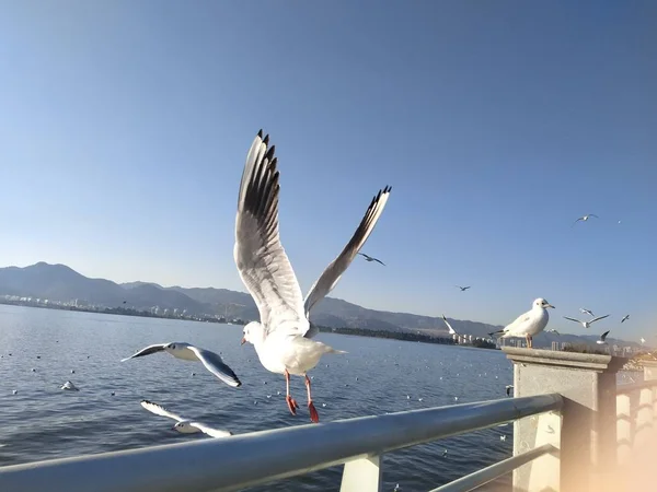 bird flight, flying bird, nature and fauna