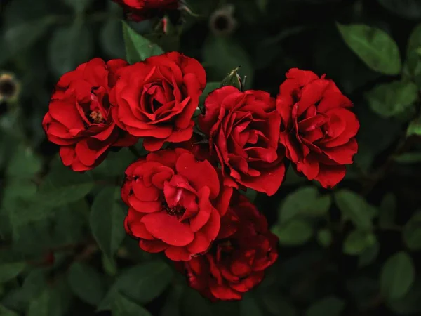 Blommande Röda Blommor Kronblad — Stockfoto