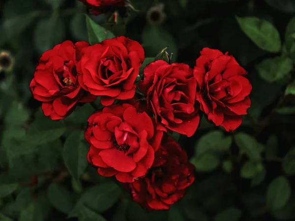 Petali Fiori Rossi — Foto Stock