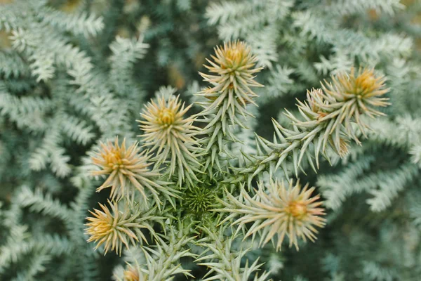 Boomtakken Flora Natuur — Stockfoto