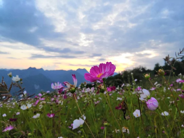 flora and nature, forest plants, flowers