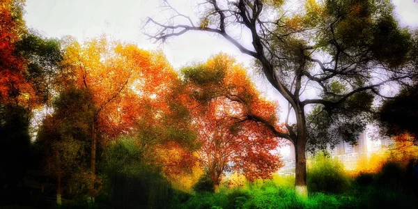 Hermoso Bosque Otoño Hojas Temporada Otoño — Foto de Stock