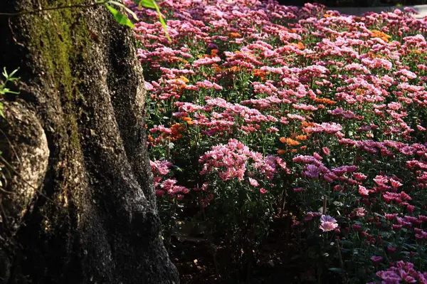 Schöne Rosa Blumen Garten — Stockfoto