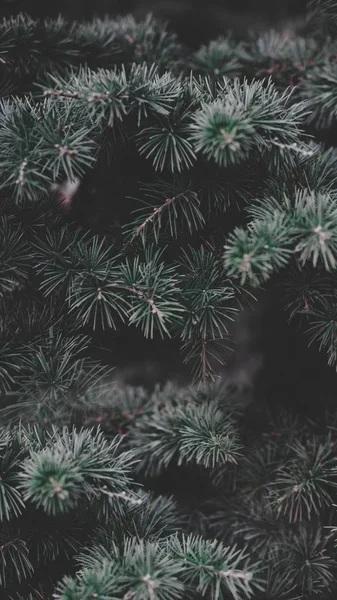 Гілки Дерев Рослина Саду — стокове фото
