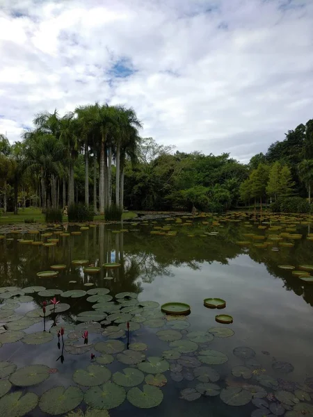 Estanque Parque — Foto de Stock