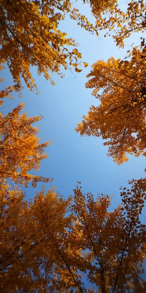 Paisaje Otoñal Con Árbol — Foto de Stock