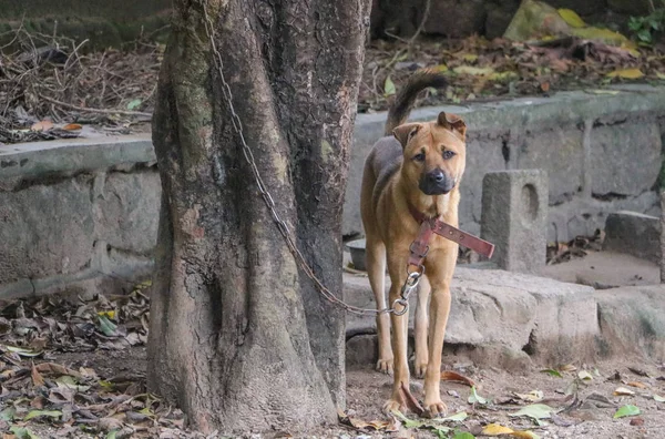 Lindo Perro Parque — Foto de Stock