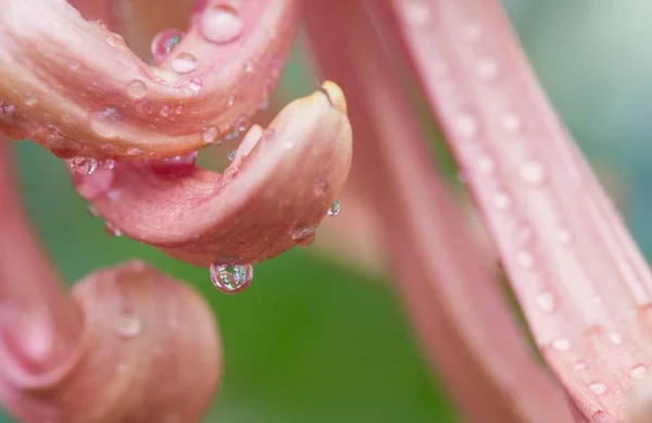 close up of a red rose with drops of dew