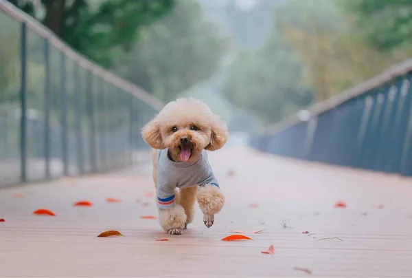 Bonito Cão Parque — Fotografia de Stock