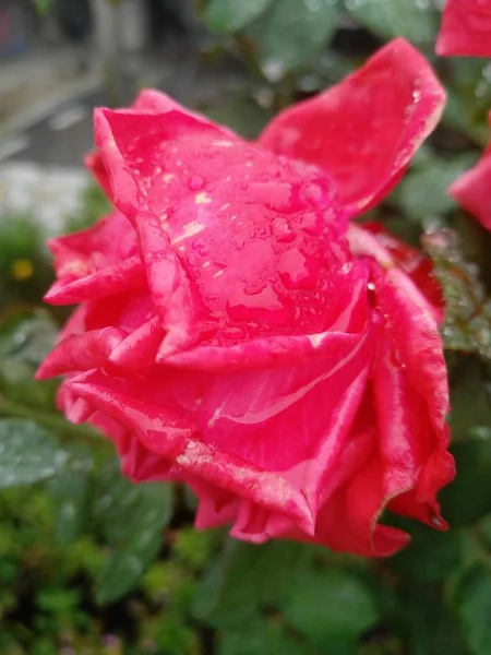 Flores Flores Rosas Pétalos Jardín Botánica Follaje — Foto de Stock