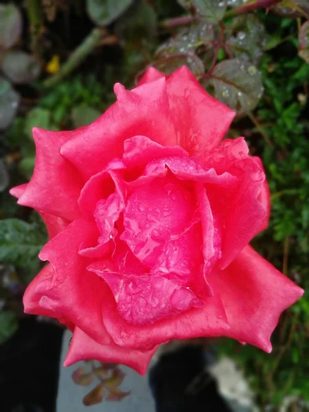 Flores Flores Rosas Pétalos Jardín Botánica Follaje — Foto de Stock