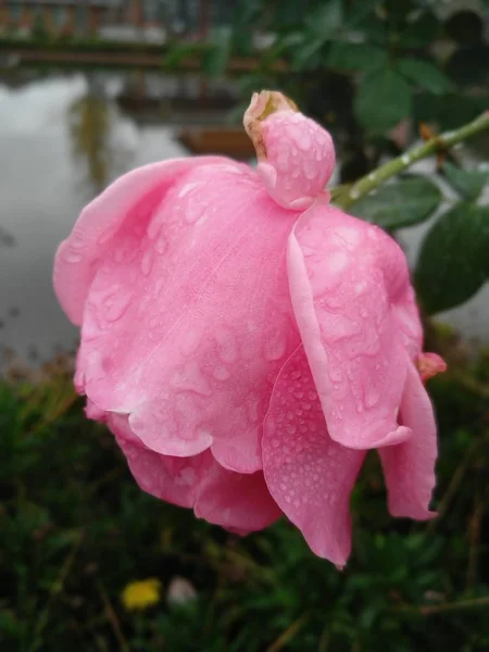 floral rose flowers petals, garden botany and foliage