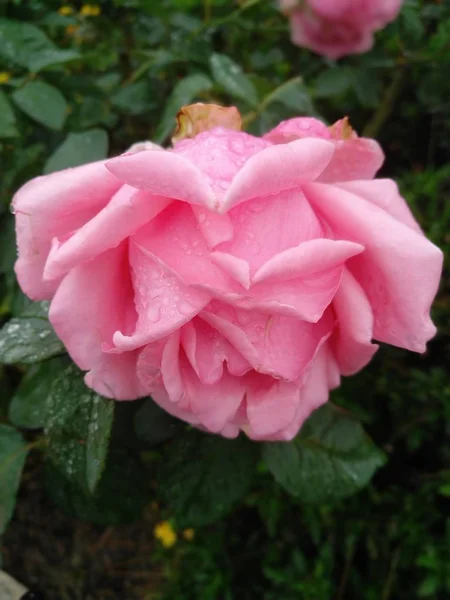 Flores Flores Rosas Pétalos Jardín Botánica Follaje — Foto de Stock