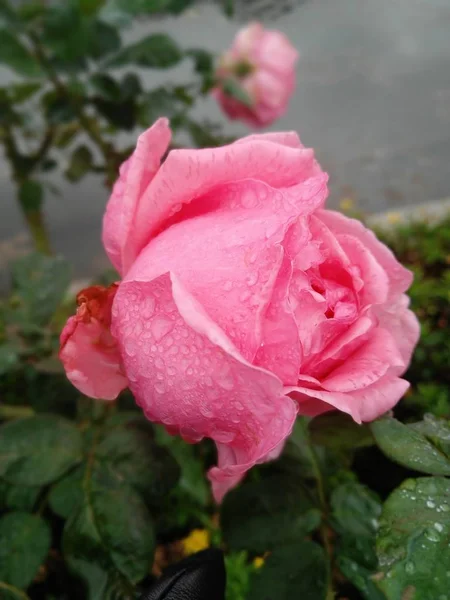 Flores Flores Rosas Pétalos Jardín Botánica Follaje — Foto de Stock