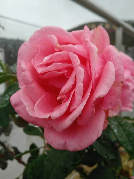 Flores Flores Rosas Pétalos Jardín Botánica Follaje — Foto de Stock