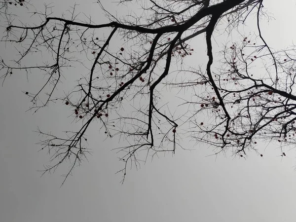 Гілки Дерева Флора Природі — стокове фото