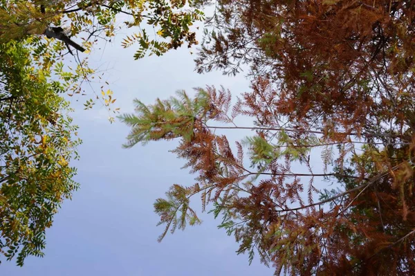 Ramas Árboles Bosque — Foto de Stock
