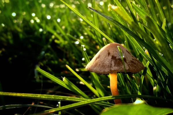 mushrooms in the forest, flora
