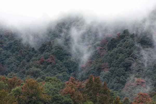 Niebla Bosque — Foto de Stock