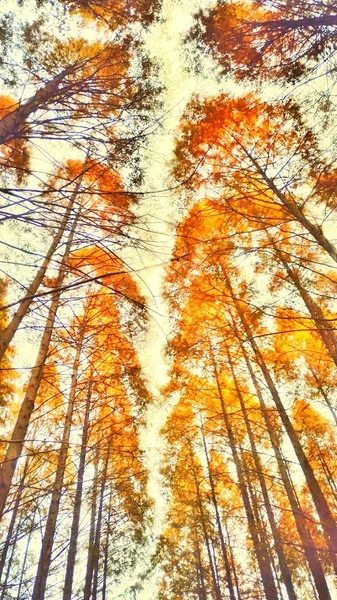 Follaje Del Bosque Otoño Hojas Temporada Otoño — Foto de Stock