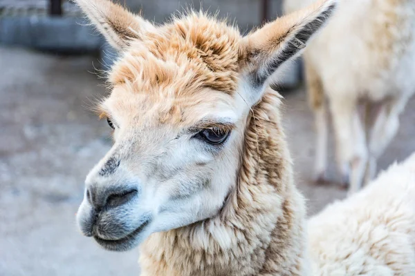 Zavřít Kozu Farmě — Stock fotografie