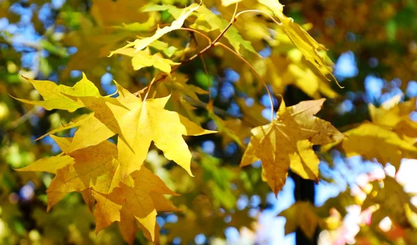 autumn leaves, fall season flora, autumn leaves foliage
