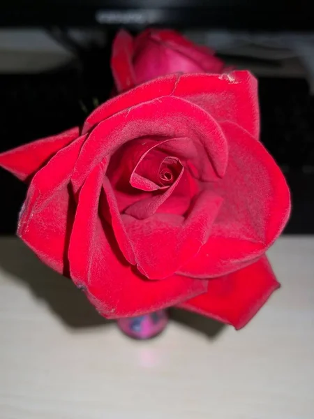 Vista Flor Rosa — Foto de Stock