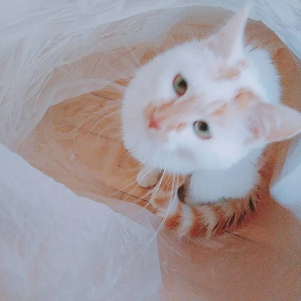 Красивая Белая Кошка Красном Фоне — стоковое фото