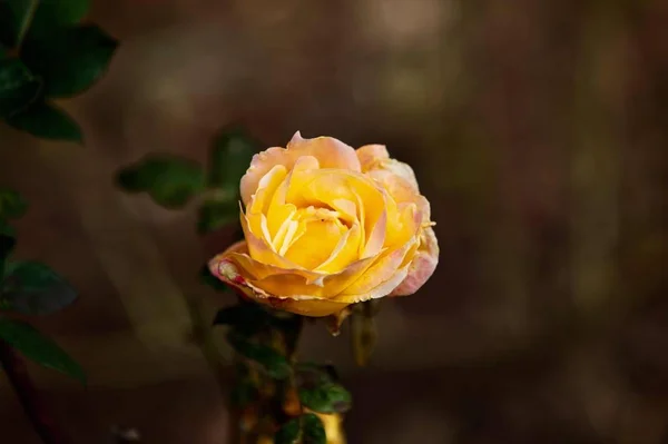 Hermosas Rosas Jardín — Foto de Stock