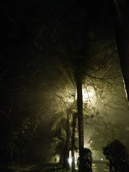 Hermoso Paisaje Nocturno Con Árboles Niebla — Foto de Stock