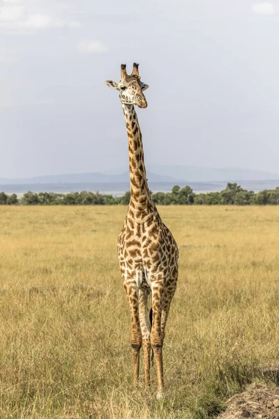 Giraffe Dier Natuur Fauna — Stockfoto