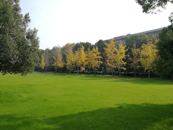 Hermoso Paisaje Con Árboles Hierba Verde — Foto de Stock