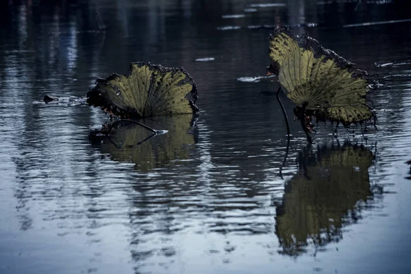 Reflejo Del Agua Estanque — Foto de Stock