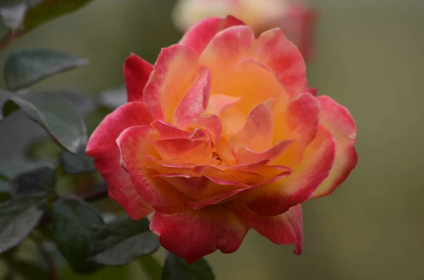 Flores Rosas Pétalos Jardín Flora — Foto de Stock