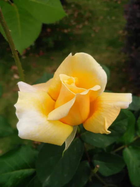 Flores Rosas Pétalos Jardín Flora — Foto de Stock