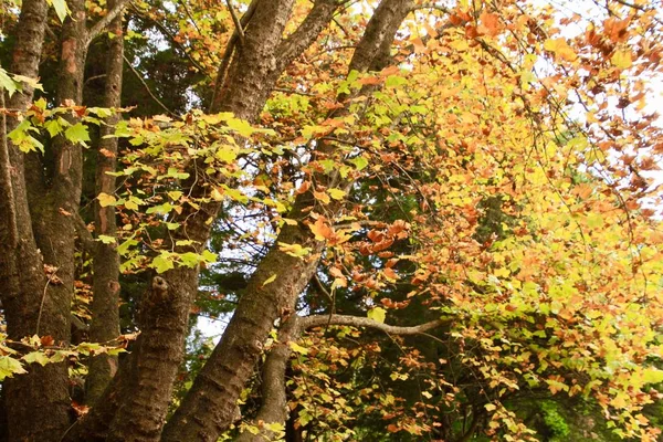 Hojas Otoño Parque Temporada Otoño — Foto de Stock