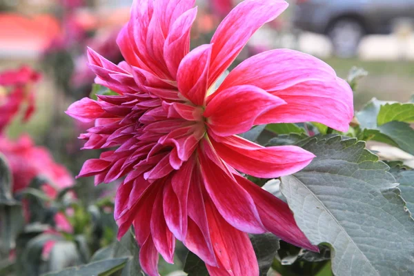 Vacker Rosa Dahlia Blomma Trädgården — Stockfoto