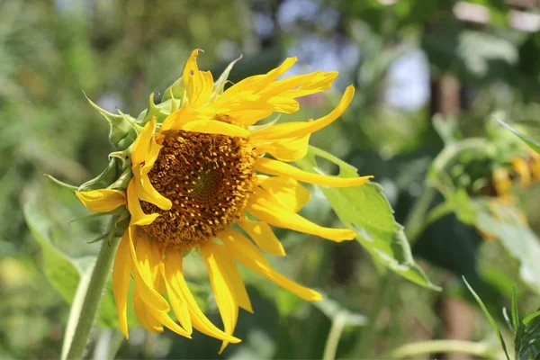 Όμορφα Ηλιοτρόπια Κίτρινα Λουλούδια Χλωρίδα — Φωτογραφία Αρχείου
