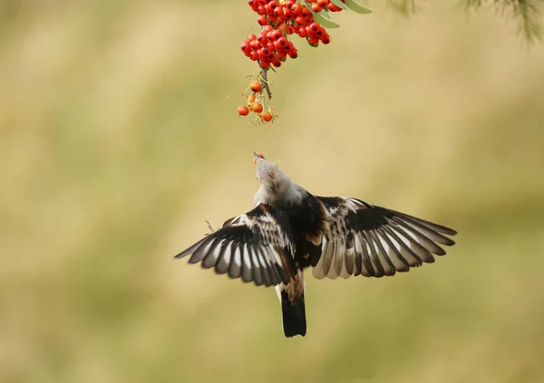 a beautiful wild bird in flight